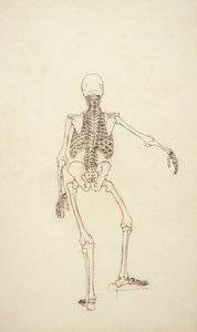 Étude de la Figure Humaine, Vue Postérieure, de 